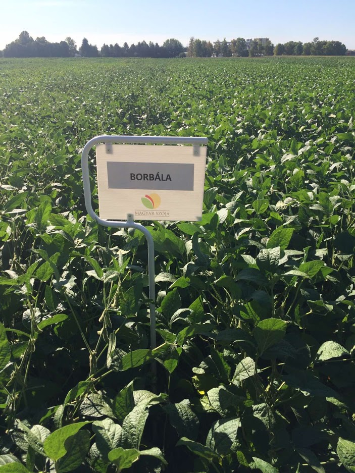 Borbala is showing some height in the breeding field. It is a good year for growing soya at this area.